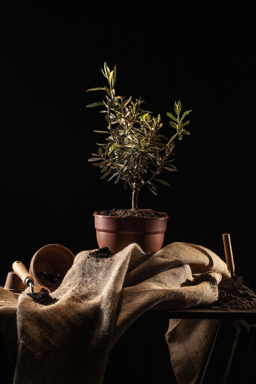 Zeytin ve Zeytinyağının Tarih Özeti
